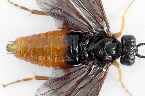 Réf. 223 194 : Nematinus fuscipennis